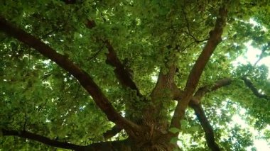 Birleşik Krallık 'taki şehir parkında yeşil yapraklarla dolu yüksek meşe dalları. Kamu parkında güneş ışığı kalın yaprakların arasında parlıyor. Güçlü ağaç dalları canlı yaz örtüsünü destekliyor.