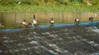 Şehir parkında, nehirde alçak bataklıkta duran kazlar. Su kuşları akan su kenarında toplandı. Sakin şehir sularında dinlenen bir grup kaz.