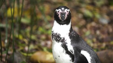 Penguen dışarıda dikilip ileriye bakıyor. Doğal arka planla çevrili kuş gözlemciliği. Garefowl sakin bakışlarla dışarıya odaklanıyor. Hayvan sessizce açık alana yerleştirilip çevreyi gözlüyor.