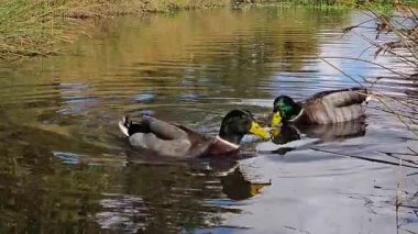 Drake kuşları gölet kenarında yüzerler yiyecek bulmak için su ararlar. Yaban ördekleri yiyecek aramak için gölde zarifçe yüzerler. Sakin sularda süzülen vahşi ördekler kıyıya yakın besleniyor. Su kuşları huzurlu gölette etkin bir şekilde yiyecek arıyorlar.