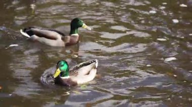 Drake çifti yansıtıcı gölet suyunda sakince yüzüyor. Yaban ördekleri sakin gölde zarifçe süzülüyorlar. Vahşi ördekler sakin doğal ortamlarda huzur içinde yüzerler. Dalgalanan sulak alanları keşfeden su kuşları