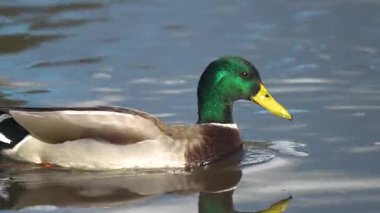 Vahşi ördek suda süzülüyor, güneş ışığını yansıtıyor. Drake kuşu sakin yüzeyde huzur içinde yüzüyor. Mallard nazik dalgalar içinde zarifçe yüzüyor. Su kuşu temiz gölette sorunsuzca hareket ediyor.