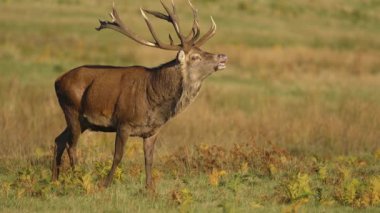 Büyük boynuzları gururla kaldırılmış açık çayırlarda kükreyen kırmızı geyik. Çimenli tarlada güneş ışığı altında görkemli bir geyik sesleniyor. Vahşi doğa ortamında güçlü bir vahşi geyik sesi. Boynuzlanmış geyik dik duruyor ve sakin bir şekilde dikkat çekiyor.