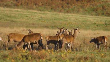 Kızıl geyik sürüsü sıcak güneş ışığı altında çimenli çayırlarda toplanıyor. Bir grup vahşi geyik açık arazide otluyor ve sosyalleşiyor. Sakin geyik sürüsü durgun yabanda ayakta ve birlikte besleniyor. Geyik sürüsünün yemyeşil arazide huzurlu manzarası