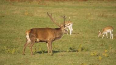 Yeşil çayırlarda yürüyen kırmızı geyik sürüsü, karaya vurmuş geyiklerin yanında otluyor. Görkemli erkek geyik, açık otlakta sakince hareket ediyor. Huzurlu doğal ortamda boynuzlu geyik gezintisi. Güçlü sonbahar manzarasında zarif bir şekilde gezinen baskın geyik.
