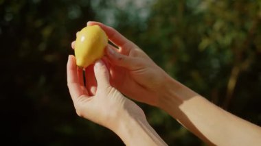 İki elinde de bulanık arka planda taze sarı armut tutan kadın. Doğal ışıkta açık havada olgun sulu meyveler sergileyen bir kadın. Bayan, parlak sarı armut ve dikkatli tutuş sunar.