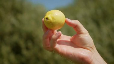 El ele tutuşan limon, canlı sarı renkler sergiliyor. Pürüzsüz cilt güneş ışığını yansıtıyor, parlak bir görünüm yaratıyor. Arkaplan bulanık meyveleri vurguluyor