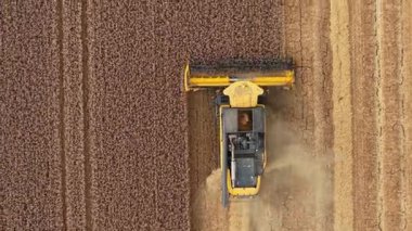 Tarım arazilerinde olgunlaşmış buğdaylarla çalışan hasat işçisi. Kırsal kesimlerde altın mısır gevreğini birleştirin. Kırsal bölgedeki tahıl hasadını işleyen tarım ekipmanları. Arpa ekini arazisinde çalışan tarım makineleri.