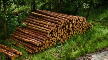 Ağaç kesiminden sonra ormandaki odun yığınları. Çimenlerin üzerinde yatan kereste vahşi yaşam alanları üzerindeki insan baskısını gösteriyor. Ormanların tahrip edilmesi doğal ormanlık alanları genişletiyor ve yok ediyor