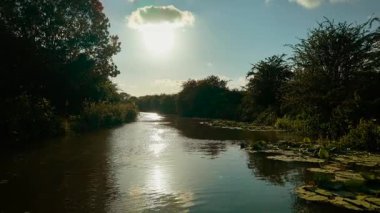Kanal güneş ışığını ön plandaki zambaklarla yansıtıyor. Su zambakları, teknenin yanında sessiz bir kanalda süzülüyor. Huzurlu İngiliz su yolu üzerinde akşam güneşi parlıyor. Longboat parıldayan yansımalarla doğada sürükleniyor.