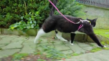 İnsanlarla dışarıda yürürken tasma takan evcil kedi. Kişi tarafından yönlendirilen evcil kedi. Sevgili yoldaşım pembe koşum takımında hızla koşuyor.