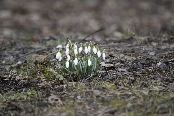 Baharın başları. Beyaz kar damlaları (Galanthus nivalis) eski gri yaprakların arka planında çiçek açar. Yapraklar yeşildir..