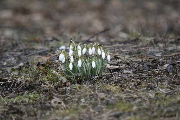 Baharın başları. Beyaz kar damlaları (Galanthus nivalis) eski gri yaprakların arka planında çiçek açar. Yapraklar yeşildir..