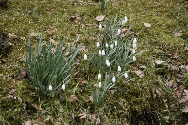 İlkbaharın başlarında, şimdi beyaz kar damlaları (Galanthus nivalis) yeşil bir çayırda çiçek açar. Yapraklar yeşildir. Arkaplan grisi.