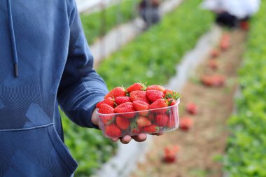 Bahçeden taze kırmızı çilek hasadı