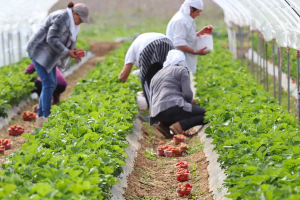 stock image young people in green protective suit picking lettuce and leaves in vegetable farm.