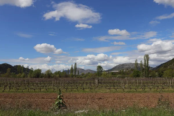 Вид Красивые Виноградники Горах — стоковое фото