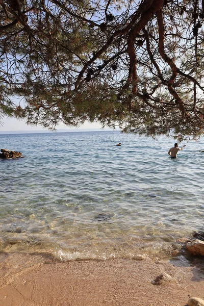Крупним Планом Красивий Пляж Деревом Блакитною Водою — стокове фото