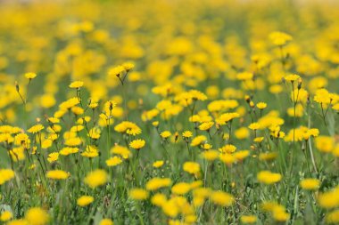Tarladaki sarı çiçek.