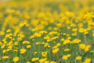 Tarladaki sarı çiçek.