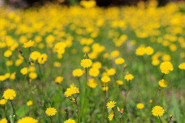 Kapatın parlak sarı çiçekleri