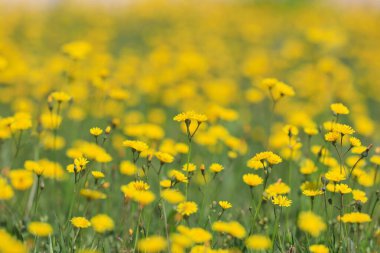 Tarladaki sarı çiçek.