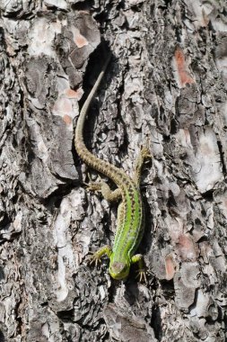 Kertenkeleyi ağaç kabuğunda yakın çekim