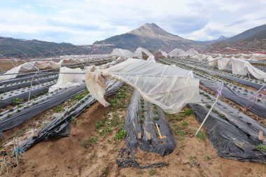 Dağlarda bir çiftlik manzarası. Kasırga şiddetinde rüzgarlı bir yağmur fırtınası seraya zarar verdi, metal yapıyı çökertti ve naylonu yırttı. Hava felaketi, tarıma zarar