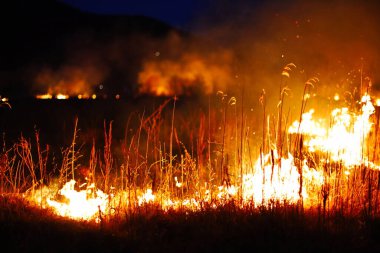 Siyah arka planda ateş ve çimenler