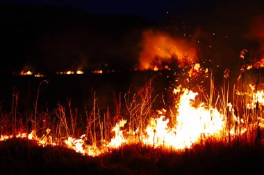 Yanmış bölge, savaş operasyonları, yangın, bombardıman, felaket, Ukrayna,