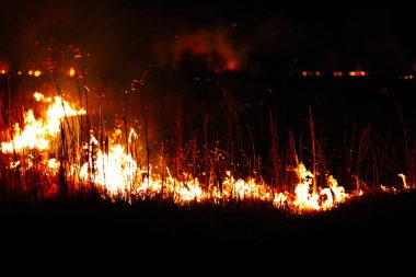 Yanmış bölge, savaş operasyonları, yangın, bombardıman, felaket, Ukrayna,