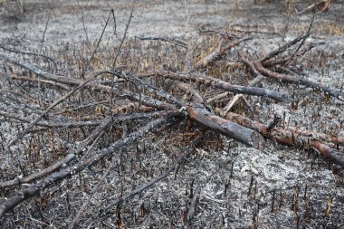 Yanmış bölge, savaş operasyonları, yangın, bombardıman, felaket, Ukrayna,