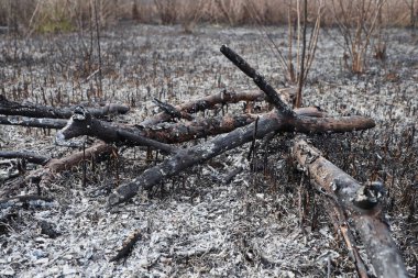 Yanmış bölge, savaş operasyonları, yangın, bombardıman, felaket, Ukrayna,