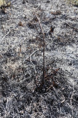 Yanmış bölge, savaş operasyonları, yangın, bombardıman, felaket, Ukrayna,