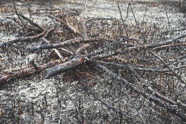 Yangından sonra yanan ağaç gövdelerinin yakınına..