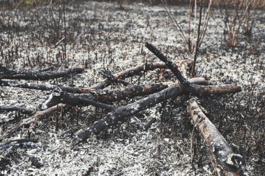 Yangından sonra kurumuş ve yanmış bir odun yığını.