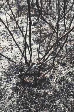 Ormanda bir işaret, yoldaki kış koşulları, tabela, kış, kar, buz, yoldaki buz