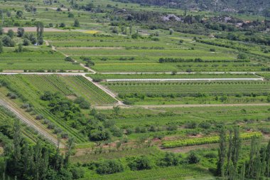 Yazın yeşil tarlalar
