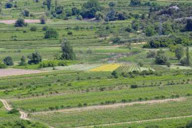 Ukrayna 'daki yeşil tarlaların ve ormanın havadan görünüşü