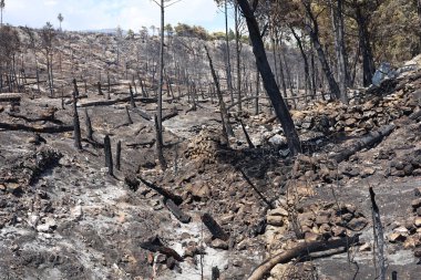 Hırvatistan 'ın güneyinde, Makarska Riviera' da Tuepi ve Podgora bölgesinde çıkan yangından sonra bir orman.