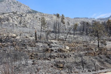 Hırvatistan 'ın güneyinde, Makarska Riviera' da Tuepi ve Podgora bölgesinde çıkan yangından sonra bir orman.