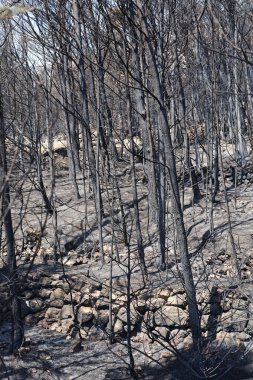 Hırvatistan 'ın güneyinde, Makarska Riviera' da Tuepi ve Podgora bölgesinde çıkan yangından sonra bir orman.