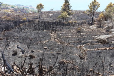 Hırvatistan 'ın güneyinde, Makarska Riviera' da Tuepi ve Podgora bölgesinde çıkan yangından sonra bir orman.