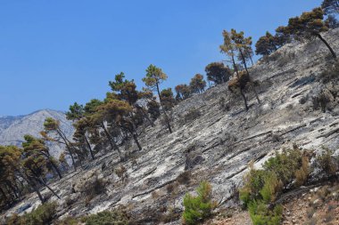 Hırvatistan 'ın güneyinde, Makarska Riviera' da Tuepi ve Podgora bölgesinde çıkan yangından sonra bir orman.