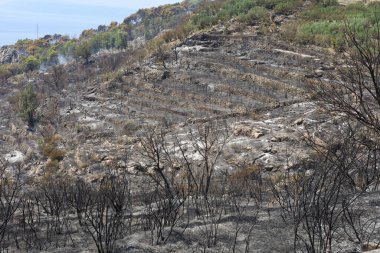 Hırvatistan 'ın güneyinde, Makarska Riviera' da Tuepi ve Podgora bölgesinde çıkan yangından sonra bir orman.