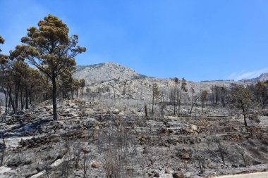 Hırvatistan 'ın güneyinde, Makarska Riviera' da Tuepi ve Podgora bölgesinde çıkan yangından sonra bir orman.