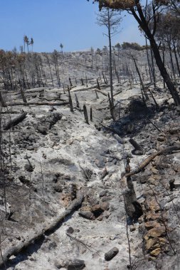 Hırvatistan 'ın güneyinde, Makarska Riviera' da Tuepi ve Podgora bölgesinde çıkan yangından sonra bir orman.