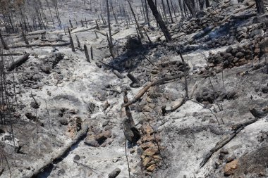 Hırvatistan 'ın güneyinde, Makarska Riviera' da Tuepi ve Podgora bölgesinde çıkan yangından sonra bir orman.