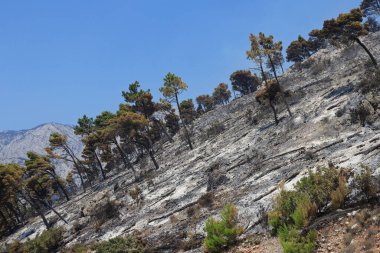 Ormandaki güzel bir ağaç görüntüsü.