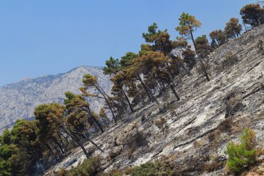 Ağaçlar ve dağlarla dolu güzel bir manzara.